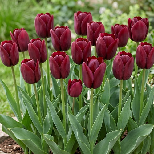 Tulip National Velvet - for Sale Tulip National Velvet