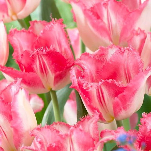 Tulip Neglige - for Sale Tulip Neglige