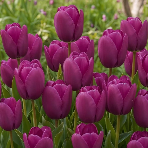 Tulipany Negrita - for Sale Tulipany Negrita