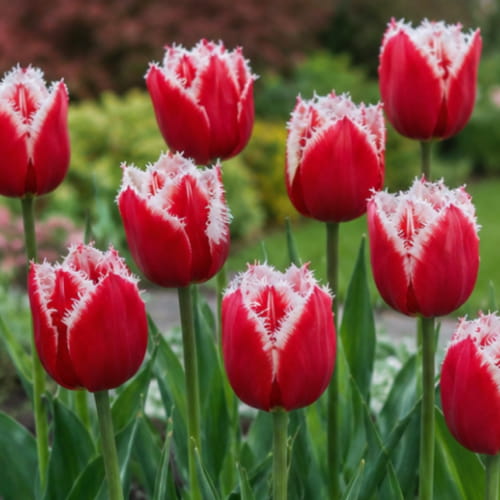 Tulip New Santa - for Sale Tulip New Santa