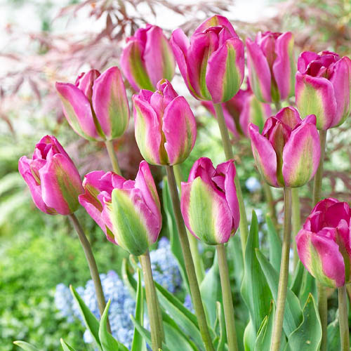 Tulip Nightrider - for Sale Tulip Nightrider
