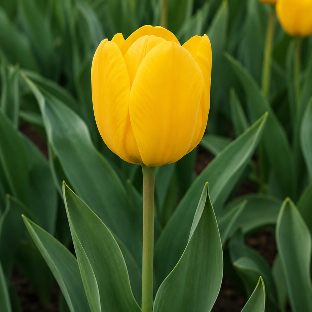 Tulipano Novi Sun - for Sale Tulipano Novi Sun