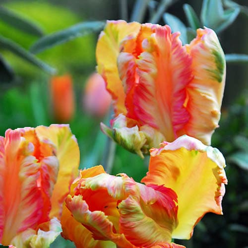 Tulip Orange Favourite - for Sale Tulip Orange Favourite
