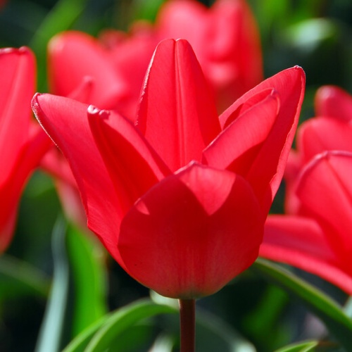 Tulip Oratorio - for Sale Tulip Oratorio