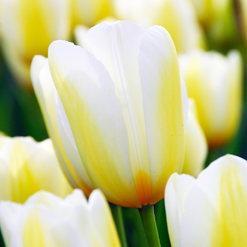 Tulip Orleans - for Sale Tulip Orleans