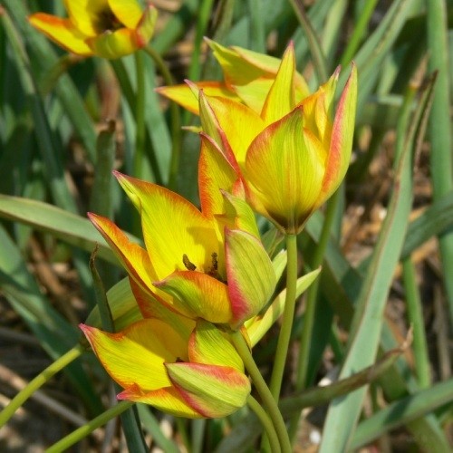 Tulip Orphanidea Flava - for Sale Tulip Orphanidea Flava