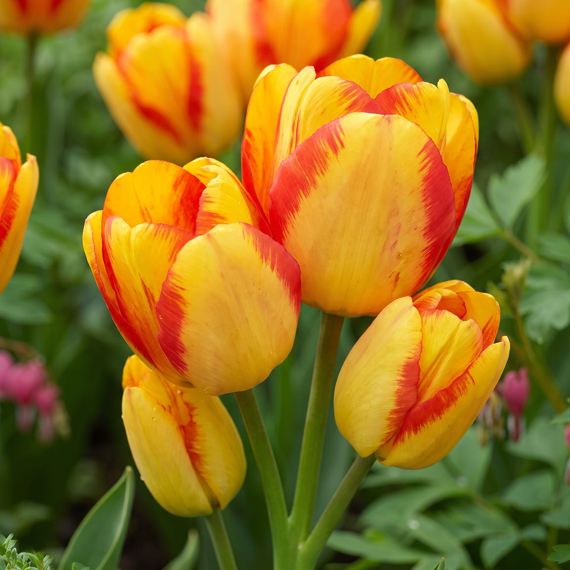 Tulipe Outbreak - for Sale Tulipe Outbreak