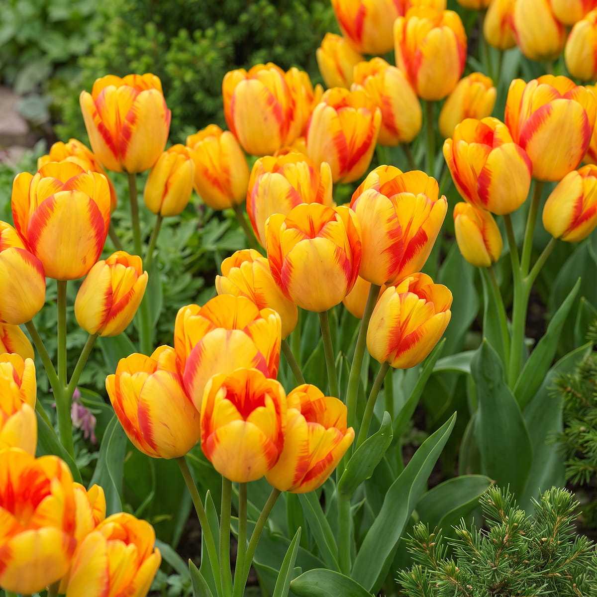 Tulipe Outbreak - for Sale Tulipe Outbreak