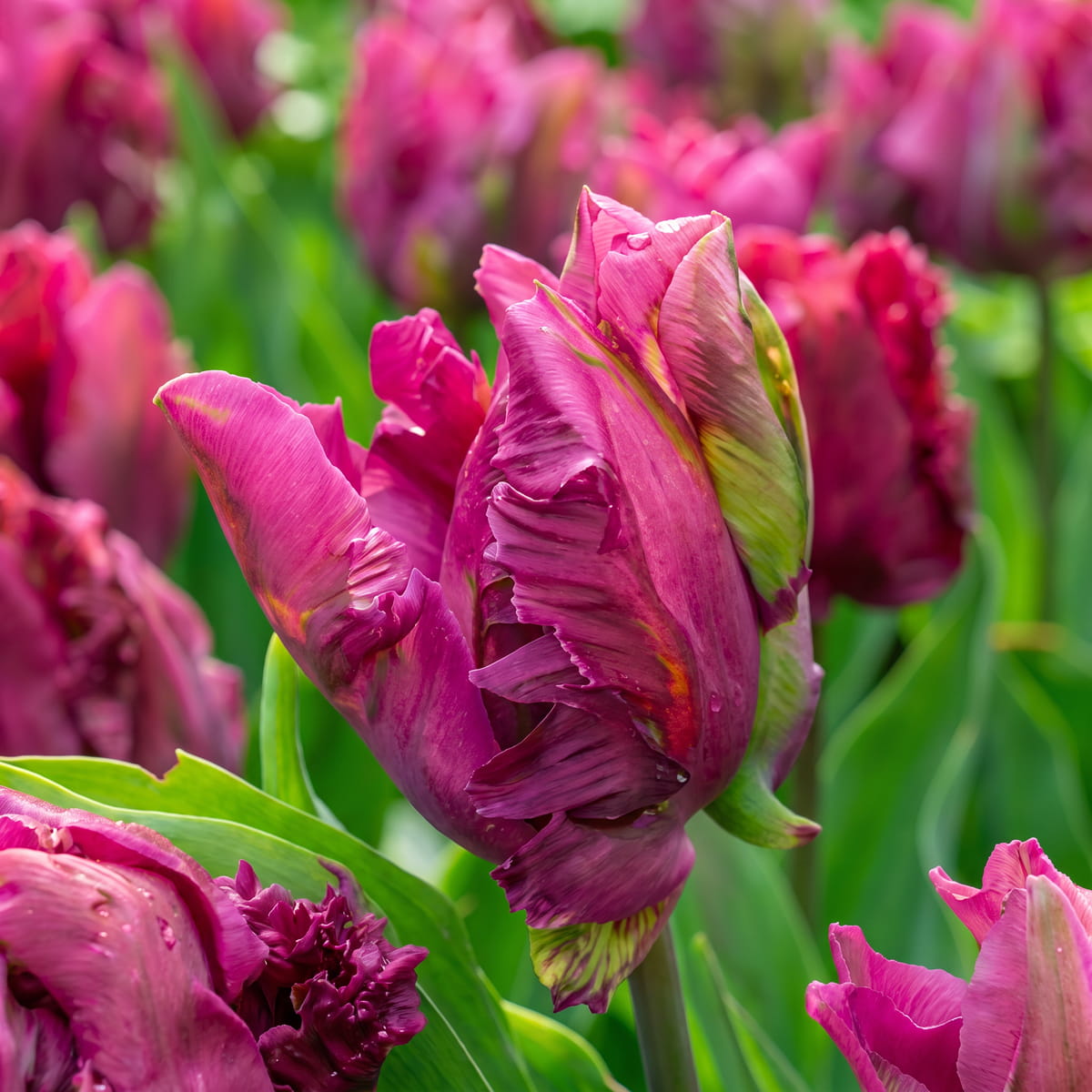 Tulip Parrot Prince - for Sale Tulip Parrot Prince