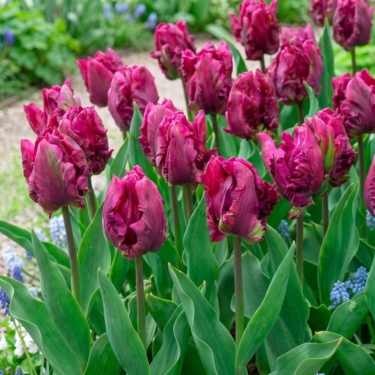 Tulip Parrot Prince - for Sale Tulip Parrot Prince