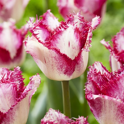 Tulip Passion Play - for Sale Tulip Passion Play