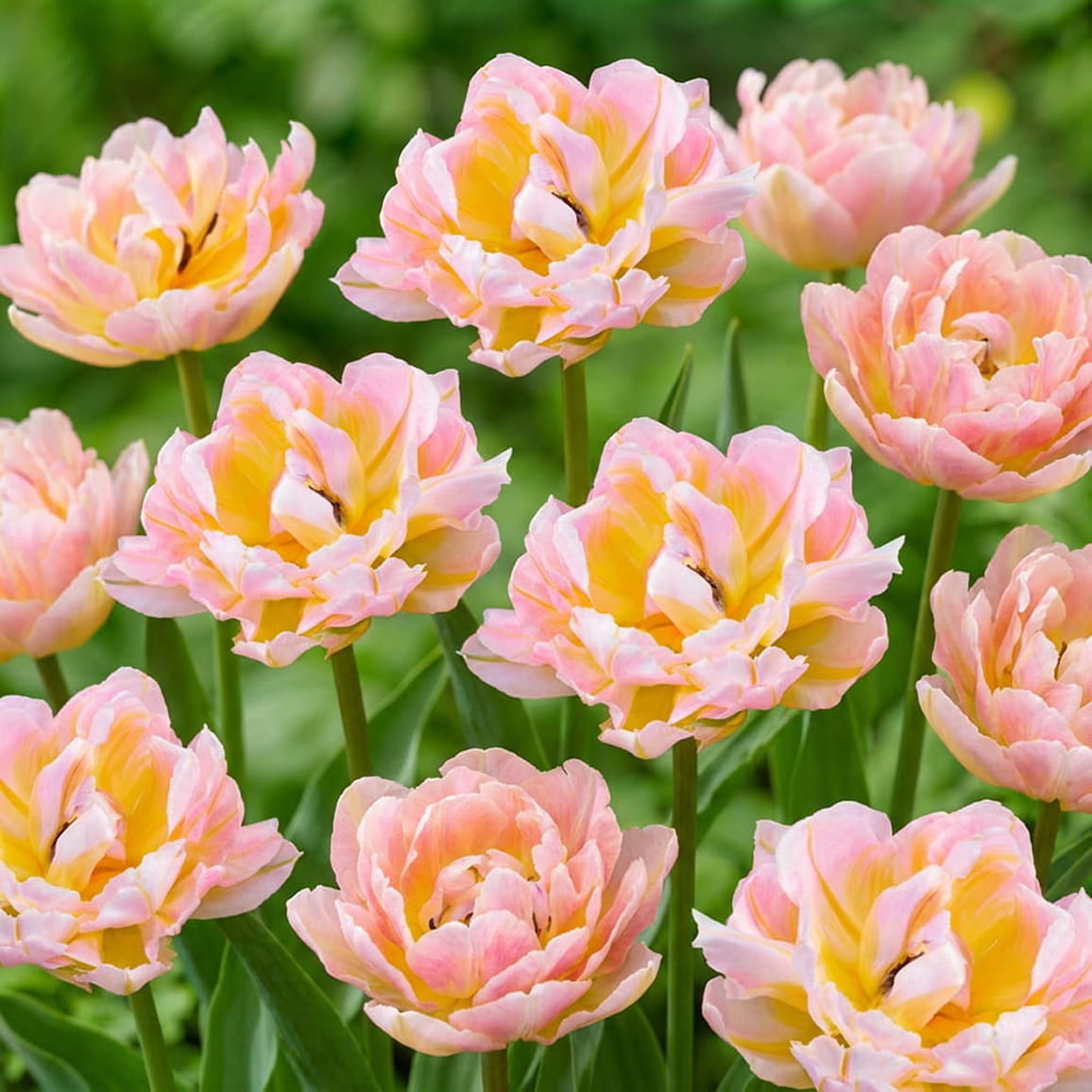 Tulip Password - for Sale Tulip Password