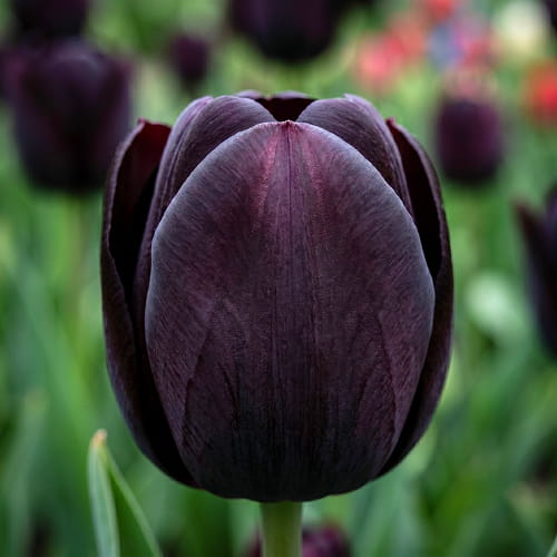 Tulip Paul Scherer - for Sale Tulip Paul Scherer