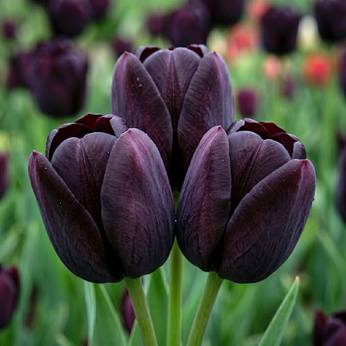 Tulip Paul Scherer - for Sale Tulip Paul Scherer