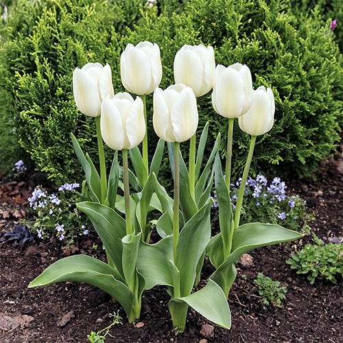 Tulipan Pays Bas - for Sale Tulipan Pays Bas