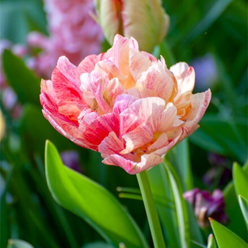 Tulip Peptalk - for Sale Tulip Peptalk