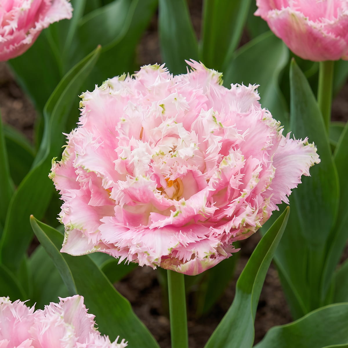 Tulip Perth - for Sale Tulip Perth