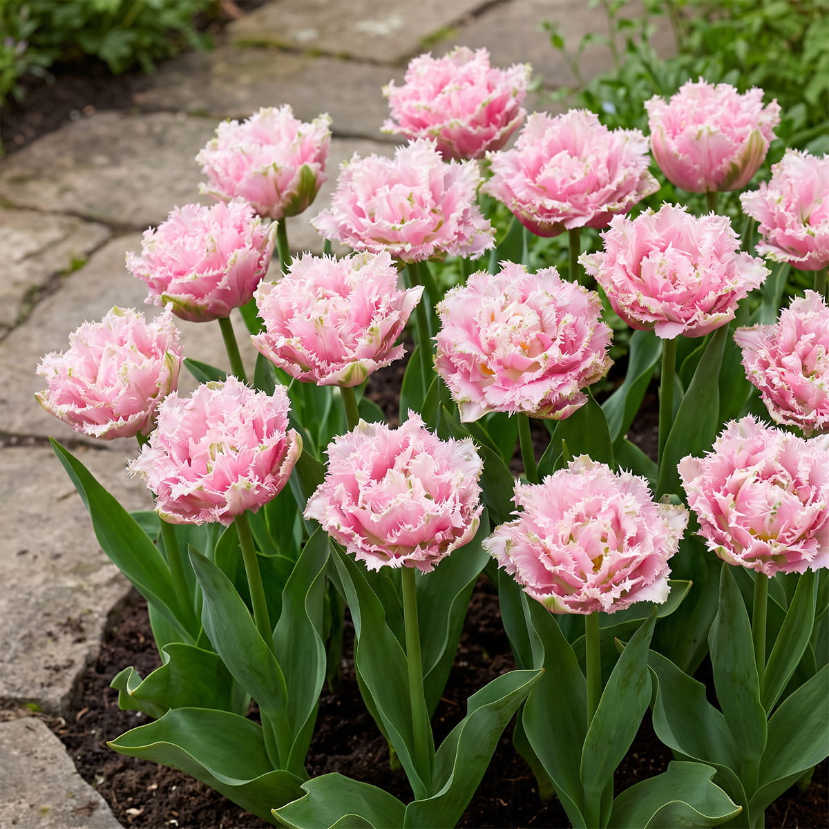 Tulip Perth - for Sale Tulip Perth
