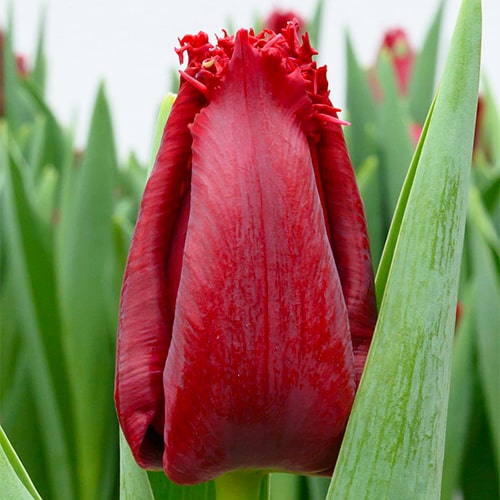 Tulip Philly Belle - for Sale Tulip Philly Belle