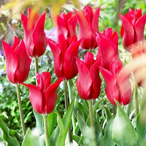 Tulip Pieter de Leur - for Sale Tulip Pieter de Leur