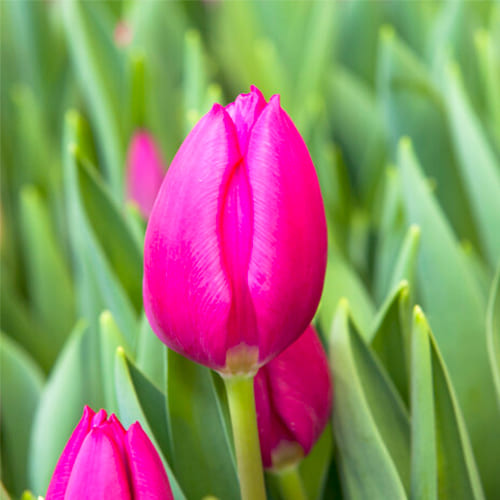 Tulipano Pink Ardour - for Sale Tulipano Pink Ardour