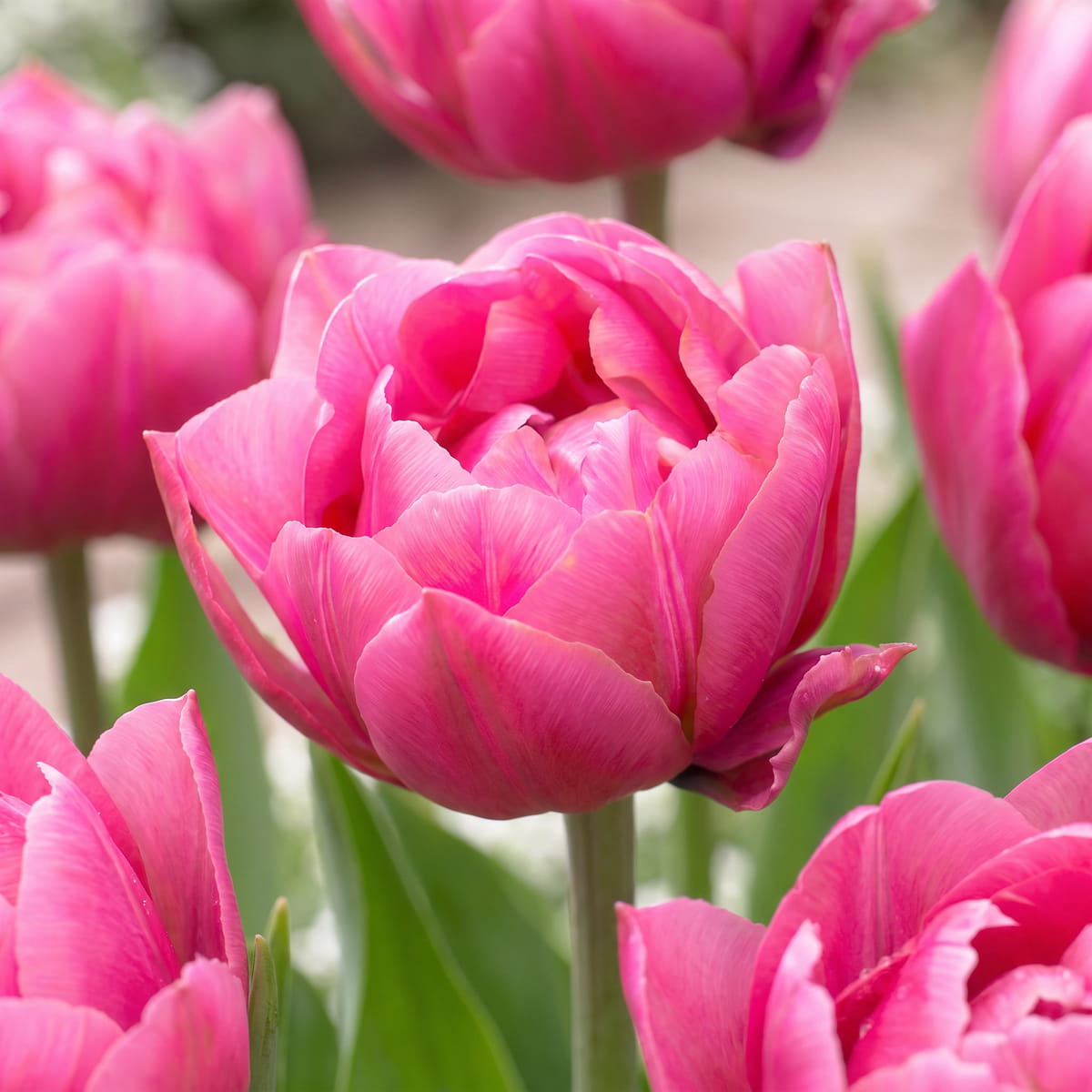 Tulipa Pink Cameo - for Sale Tulipa Pink Cameo