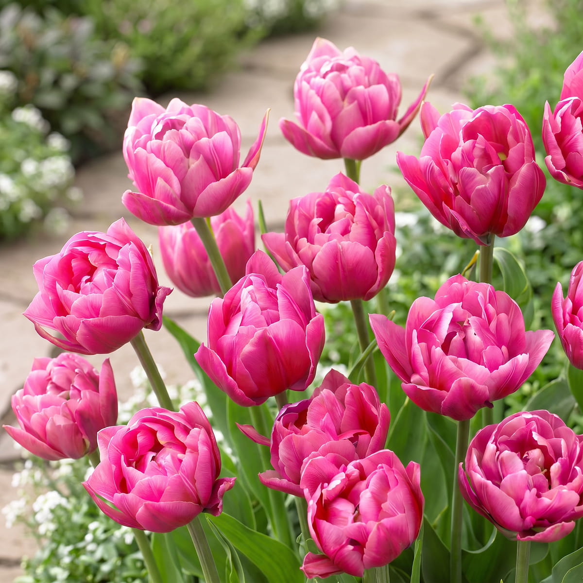 Tulipa Pink Cameo - for Sale Tulipa Pink Cameo