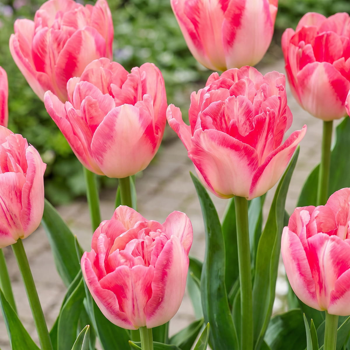 Tulipe Pink Delight - for Sale Tulipe Pink Delight