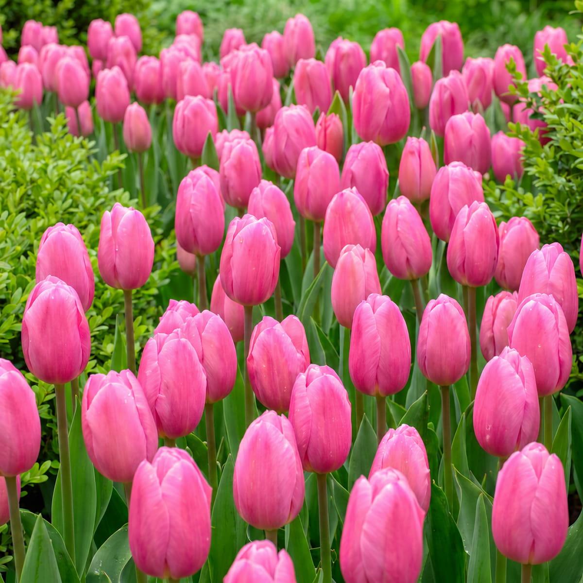 Tulip Pink Flag - for Sale Tulip Pink Flag