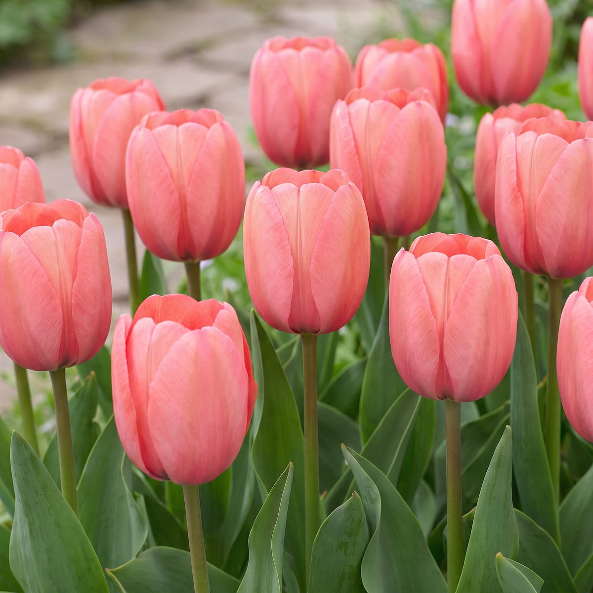 Tulip Pink Impression - for Sale Tulip Pink Impression