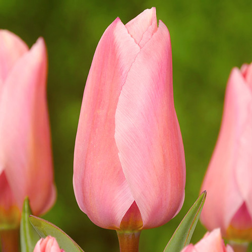 Tulip Poco Loco - for Sale Tulip Poco Loco