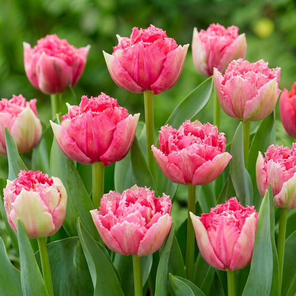 Tulip Polder Pink - for Sale Tulip Polder Pink