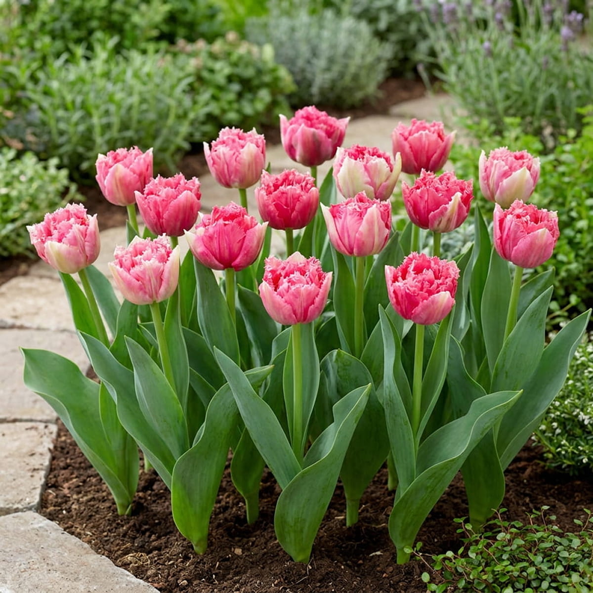 Tulip Polder Pink - for Sale Tulip Polder Pink