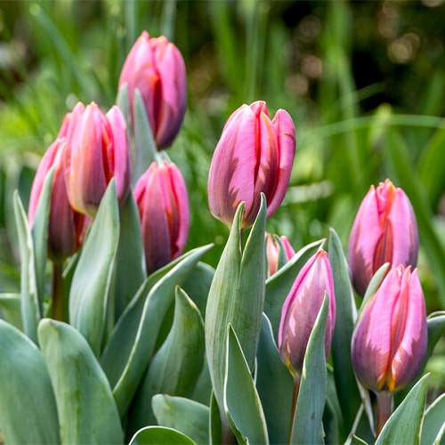Tulip Pretty Princess - for Sale Tulip Pretty Princess