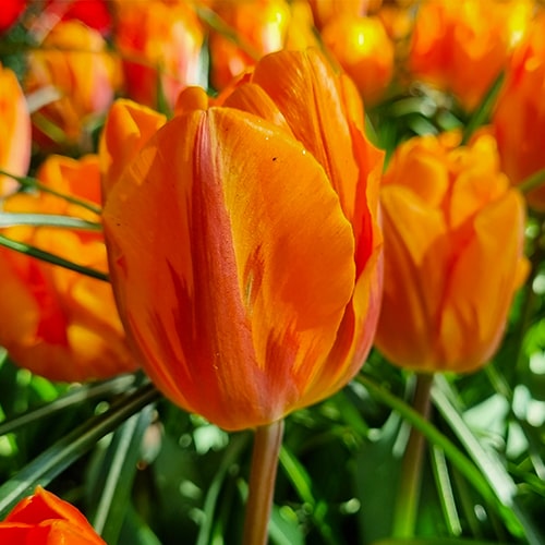 Tulip Princess Irene - for Sale Tulip Princess Irene