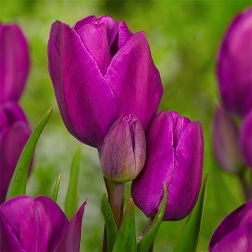 Tulip Purple Bouquette - for Sale Tulip Purple Bouquette