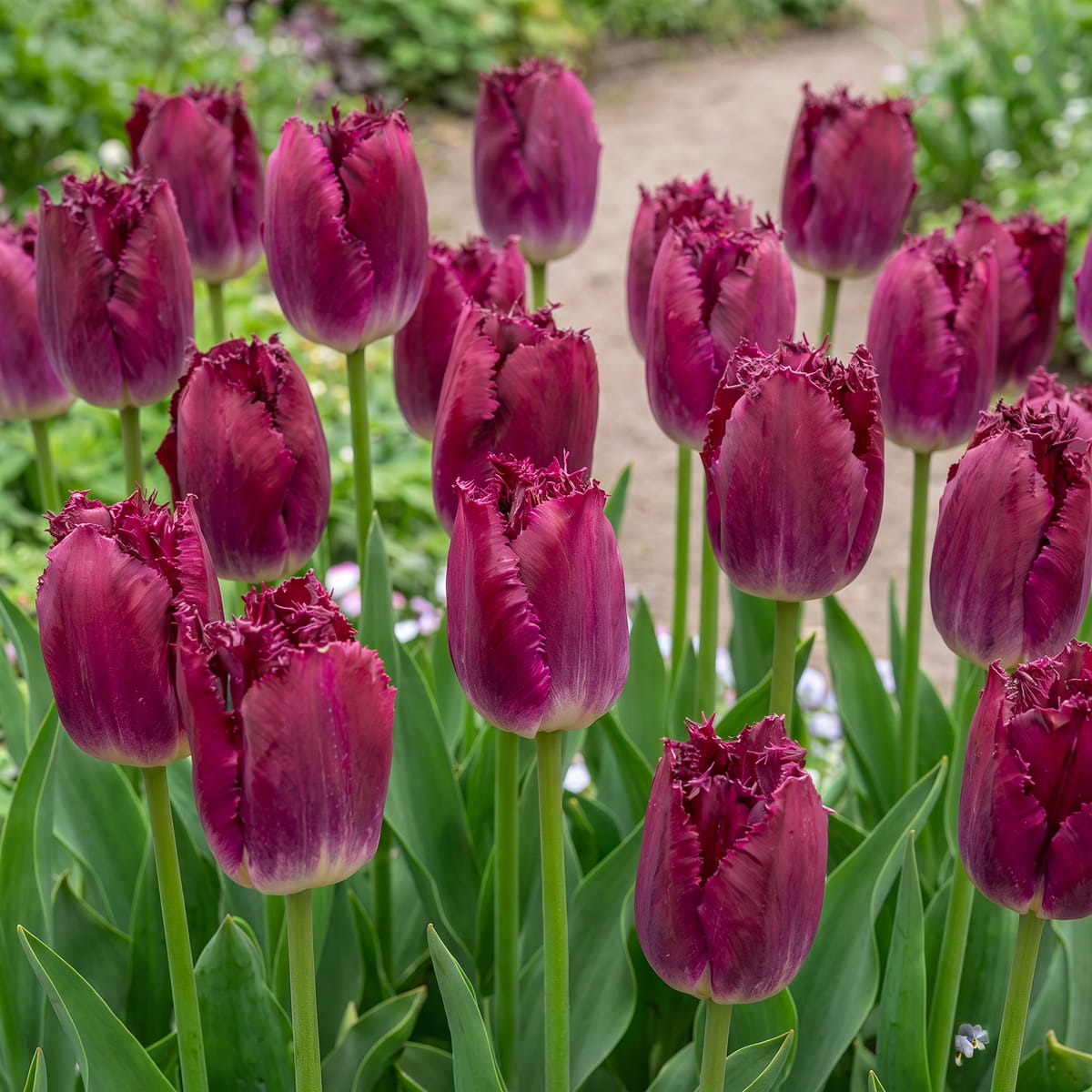 Tulipan Purple Crystal - for Sale Tulipan Purple Crystal