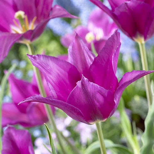Tulip Purple Dream - for Sale Tulip Purple Dream