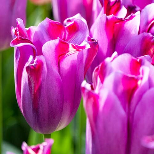 Tulp Purple Dwarf - for Sale Tulp Purple Dwarf