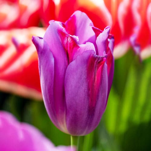 Tulp Purple Dwarf - for Sale Tulp Purple Dwarf