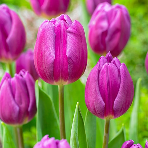 Tulip Purple Flag - for Sale Tulip Purple Flag