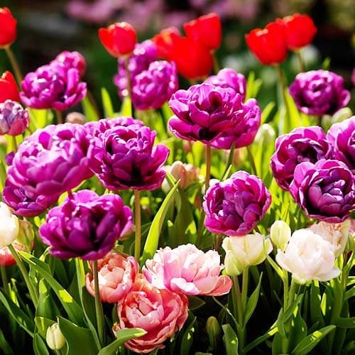 Tulip Purple Jacket - for Sale Tulip Purple Jacket