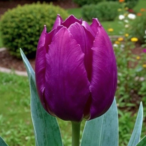 Tulip Purple Purissima - for Sale Tulip Purple Purissima