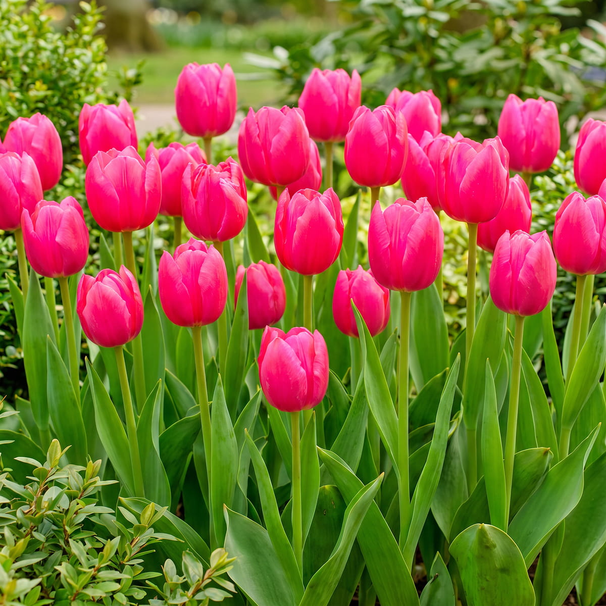 Tulip Queen Jewel - for Sale Tulip Queen Jewel