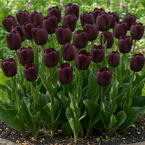Tulipano Queen of Night - for Sale Tulipano Queen of Night