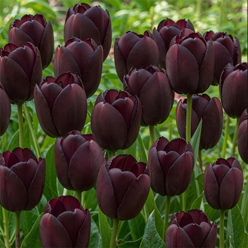 Tulipano Queen of Night - for Sale Tulipano Queen of Night