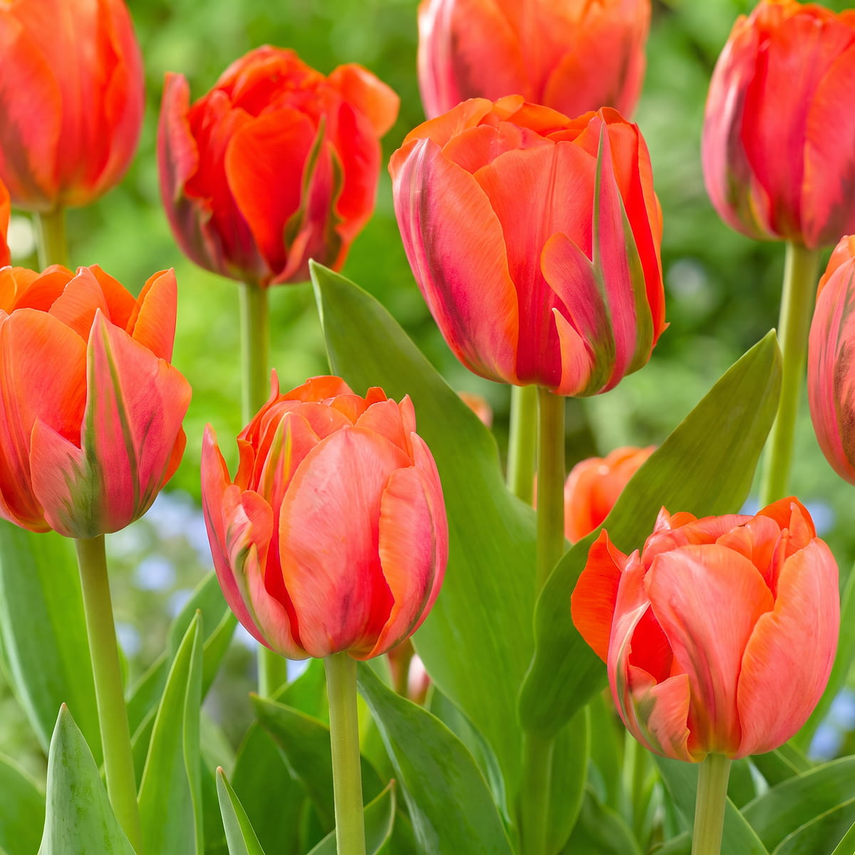 Tulip Queensday - for Sale Tulip Queensday