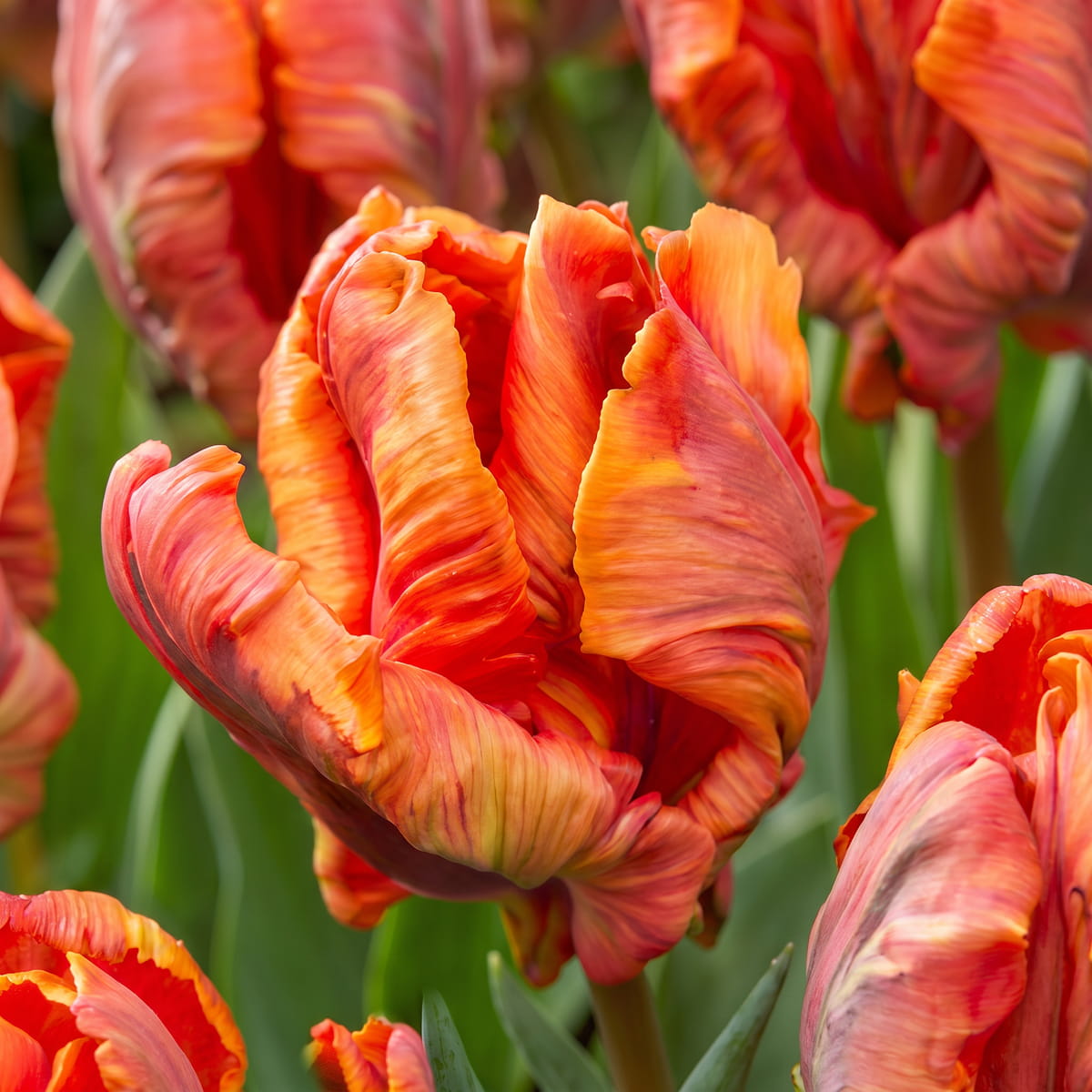 Tulip Rasta Parrot - for Sale Tulip Rasta Parrot