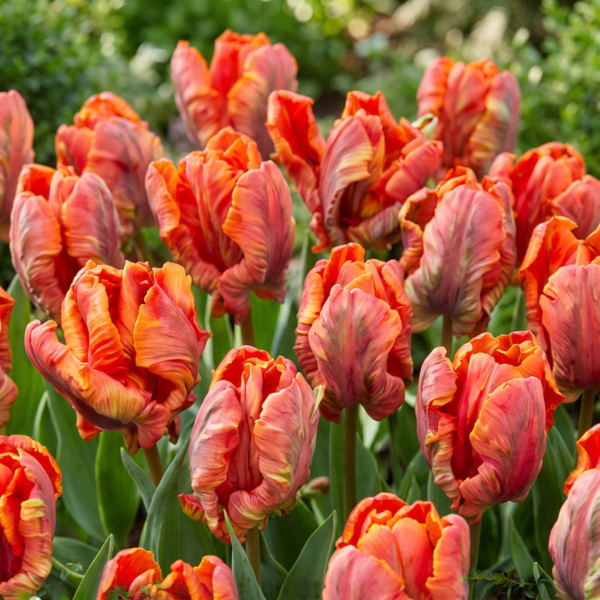 Tulip Rasta Parrot - for Sale Tulip Rasta Parrot