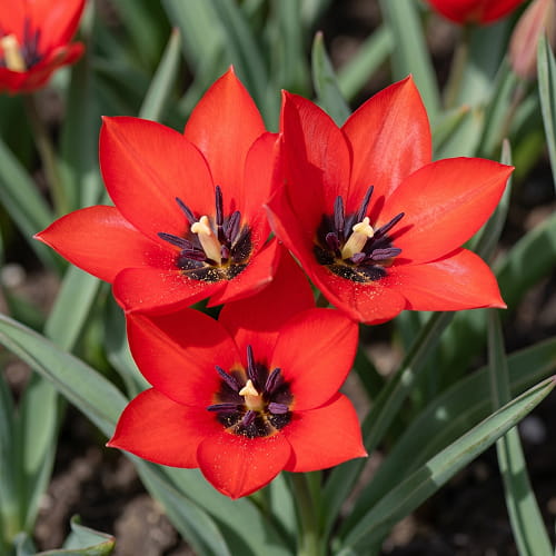 Tulip Red Hunter - for Sale Tulip Red Hunter